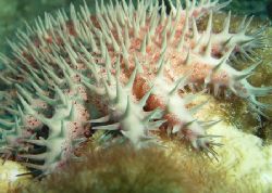 Crown of Thorns Star - North Shore Oahu, Hawaii ~50' depth. by Glenn Poulain 